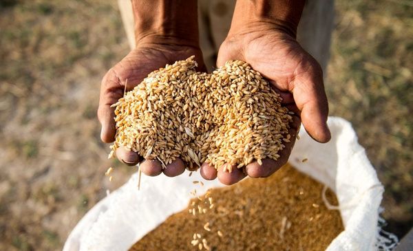 کاهش قیمت جهانی مواد غذایی به پایینترین سطح دو سال گذشته