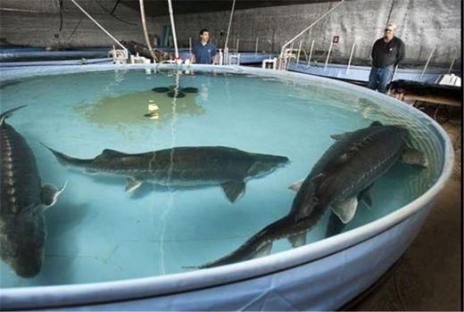 ایران رتبه دوم تولید خاویار در جهان