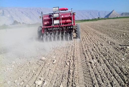 پیش بینی کاشت 4 هزار هکتاری گندم در کوار