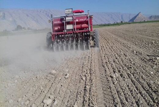 پیش بینی کاشت 4 هزار هکتاری گندم در کوار