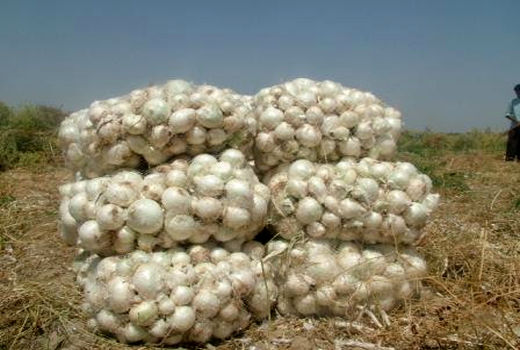 پیش بینی تولید بیش از 1800 تن پیاز سفید محلی در میاندورود