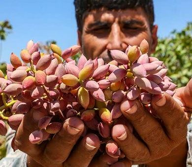 کرمان سرزمین طلای سبز؛ روایت شکوفایی کشاورزی در دل کویر