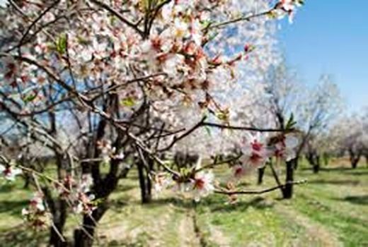 هشدار سرمازدگی باغات چهارمحال و بختیاری