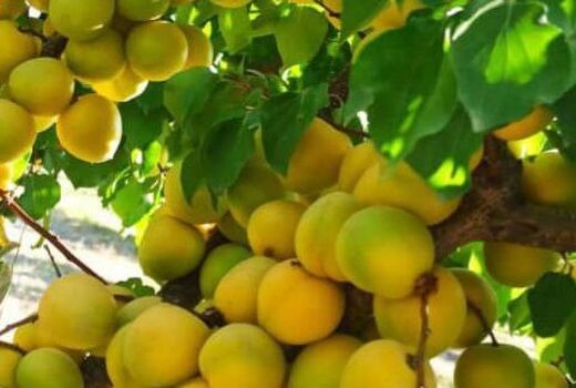 برداشت ۱۶ هزار تن محصول زردآلو در شهرستان جلفا