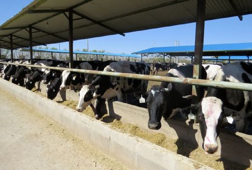 *12 مجتمع دامداری فعال در استان / ضرورت توسعه مجتمع های دامداری *