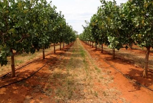 صدور شناسنامه ۲۶ هزار هکتار از باغات استان قزوین