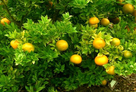 3 هزار تن مرکبات در سیستان و بلوچستان برداشت می شود