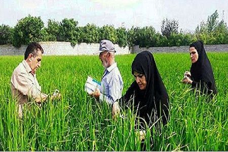 «یاوران تولید» بر تمام مراحل تولید برنج نظارت می‌کنند