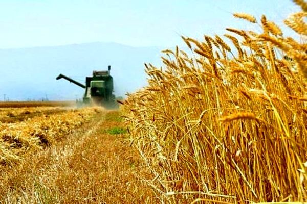 آغازِ خرید تضمینی گندم در استان اصفهان