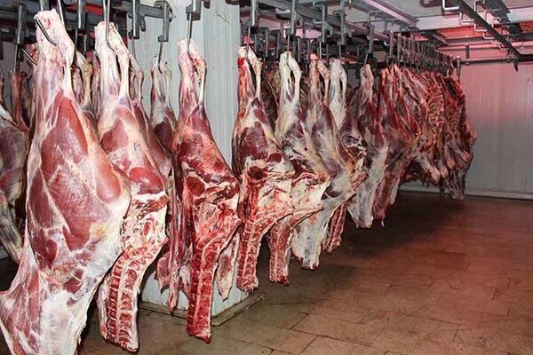 تولید ۲۰ هزار تن گوشت قرمز در واحدهای دامی استان قزوین