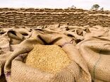کاهش واردات، به دنبال افزایش خرید تضمینی گندم