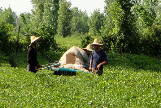 خرید ۱۰۲ هزار تن برگ سبز چای از چایکاران گیلان و مازندران