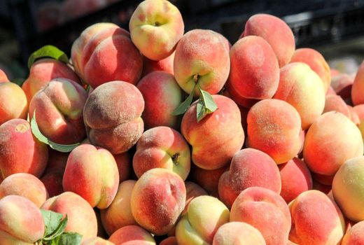 کام باغداران سامانی تلخ شد