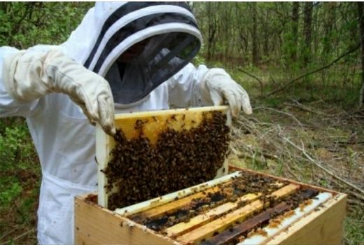 برداشت عسل از زنبورستانهای بدره آغاز شد