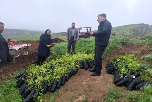 توسعه باغات سماق در هوراند؛ گام جدید برای حفاظت ذخایر ژنتیکی و بهره‌برداری پایدار