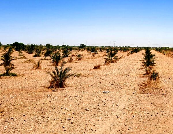 توسعه و بهبود روش‌های پرورش خرما در کارون