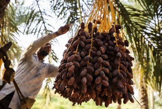 برداشت خرما از ۳۴ هزار هکتار نخیلات استان بوشهر آغاز شد