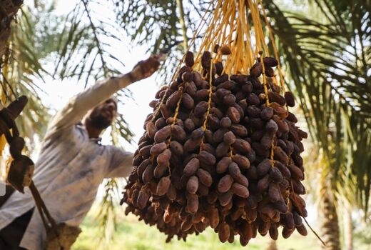 برداشت خرما از ۳۴ هزار هکتار نخیلات استان بوشهر آغاز شد