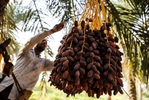 برداشت خرما از ۳۴ هزار هکتار نخیلات استان بوشهر آغاز شد