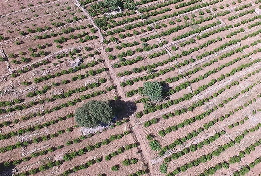 افزایش 52 درصدی سطح باغات کردستان