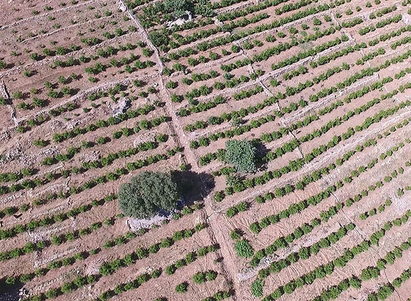 افزایش 52 درصدی سطح باغات کردستان