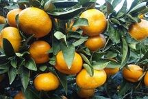 شرایط جوی مرکبات استان را تهدید می کند