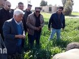 بازدید سرپرست وزارت جهاد کشاورزی از مزارع کشاورزی استان های خوزستان و ایلام 98/11/24	