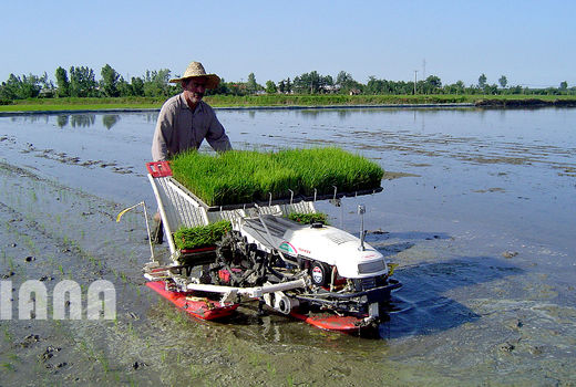 کشت برنج در 3 هزار و ۹۰۰ هکتار از اراضی زراعی استان قزوین