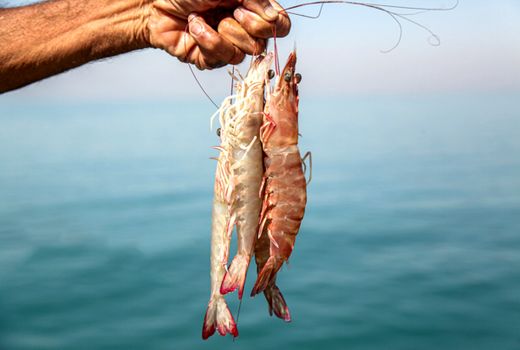 بوشهر با تولید ۳۰ هزار تن میگوی پرورشی در خط مقدم آبزی پروری ایران