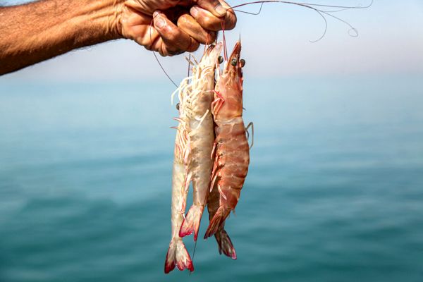 بوشهر با تولید ۳۰ هزار تن میگوی پرورشی در خط مقدم آبزی پروری ایران