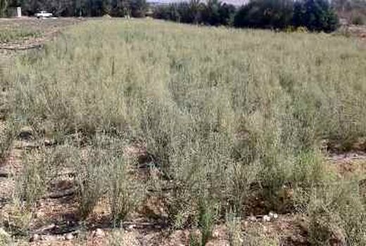 تولید بذر آویشن در گراش