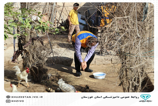 واکسیناسیون رایگان طیور بومی خوزستان در مقابل نیوکاسل