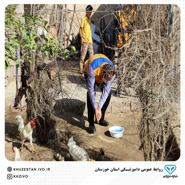 واکسیناسیون رایگان طیور بومی خوزستان در مقابل نیوکاسل