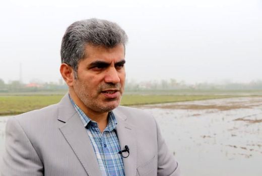 تدارک 1750 تن بذر اصلاح شده برای کشاورزان گیلانی