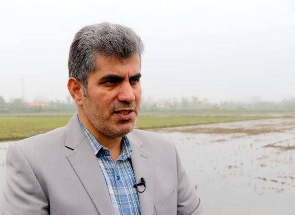 تدارک 1750 تن بذر اصلاح شده برای کشاورزان گیلانی