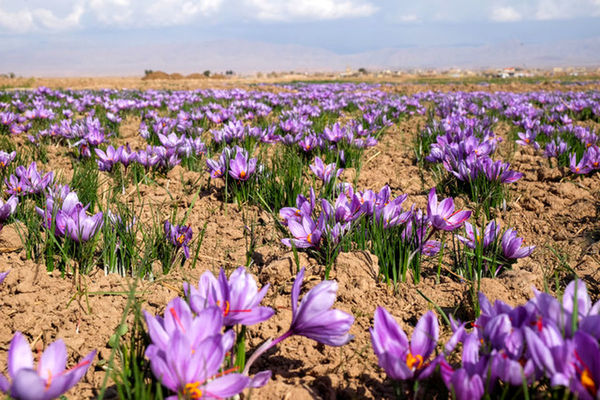 افزایش 10 درصدی تولید زعفران در خراسان شمالی