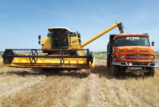 امسال 200 هزارتن گندم درسیستان وبلوچستان برداشت می شود