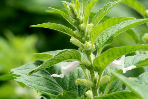 کشت کنجد درسیستان وبلوچستان آغازشد