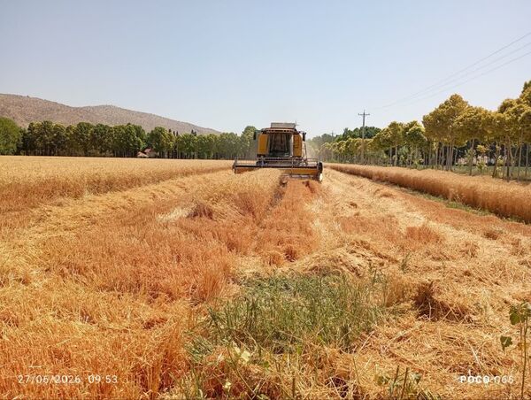 خرید بیش از 21 هزار تن گندم شهرستان پاسارگاد توسط مراکز دولتی