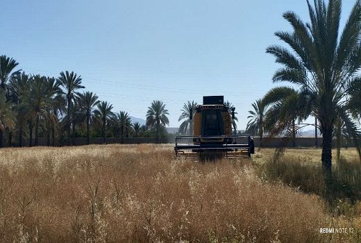 برداشت کلزا از 18 هکتار مزارع شهرستان جهرم