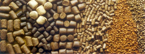 در جیره‌نویسی عهد اخوت با هیچ نهاده‌ای وجود ندارد/ لزوم اصلاح سیاست‌های واردات نهاده‌ها