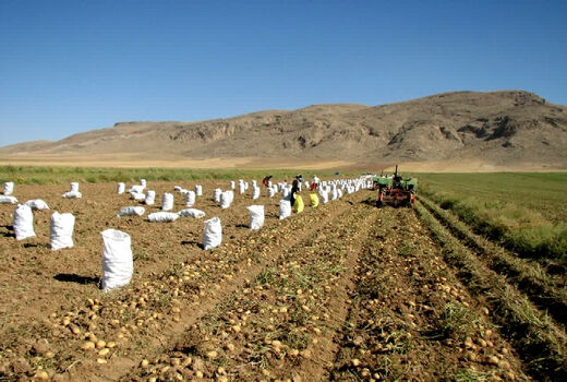 آغاز برداشت سیب‌زمینی از مزارع کشاورزی استان قزوین