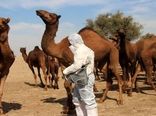 ۹۰ درصد شتر‌های استان بوشهر هویت‌دار شده‌اند 