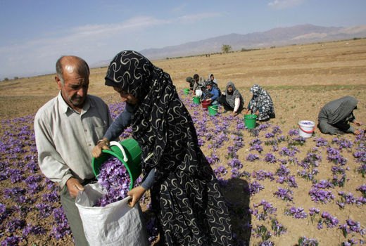  کشاورزان، ناامید از حمایت‌های بیمه‌ای 