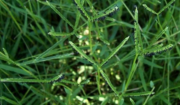 مبارزه 3.1 میلیون هکتاری با علف های هرز گندم