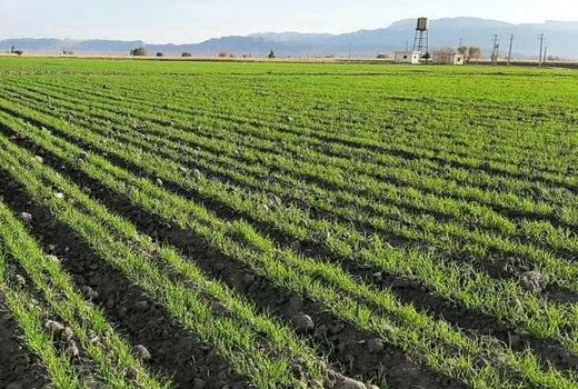 کشت گندم در مرودشت آغاز شد