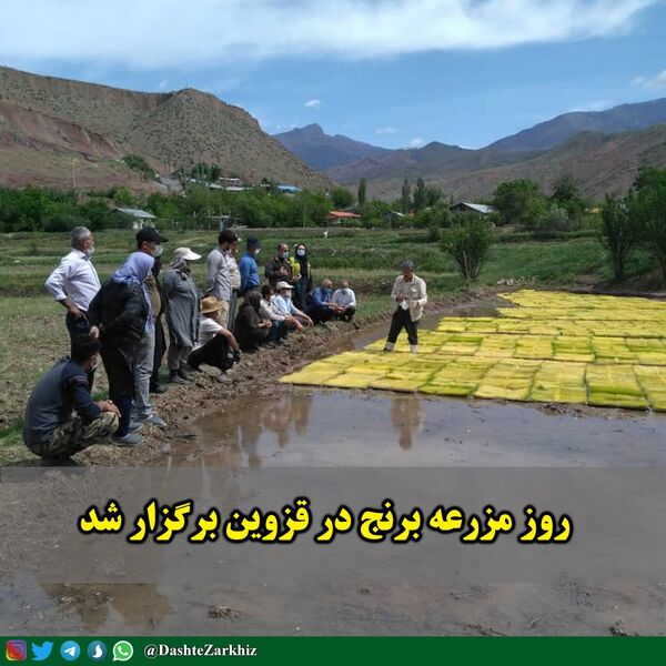 روز مزرعه برنج در قزوین برگزار شد 