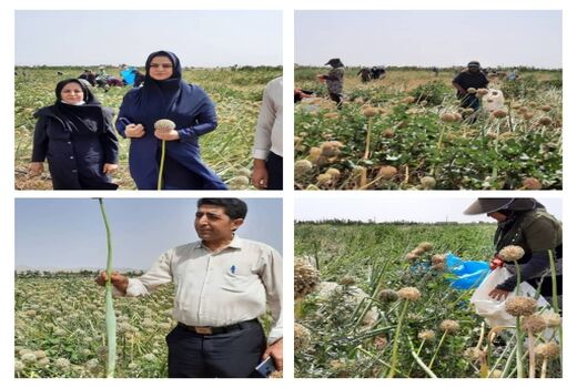 ۹ تن بذر پیاز از مزارع کشاورزی شهرستان تاکستان برداشت شد