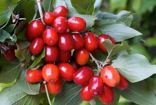 برداشت زغال اخته از باغات قزوین آغاز شد