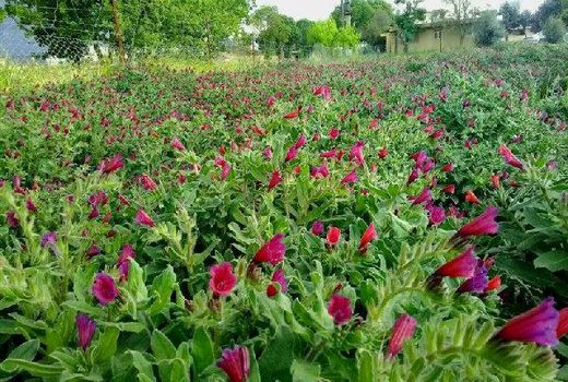 کشت گیاهان دارویی در 40 هکتار از اراضی میانکوه  شهرستان اردل